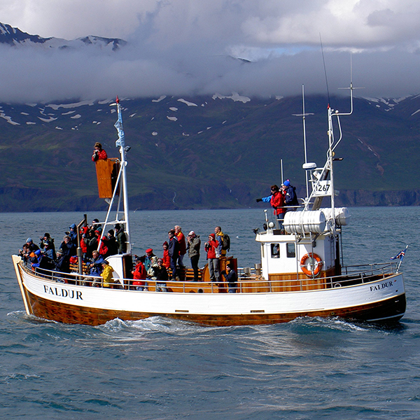 Whale Watching